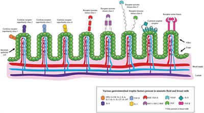 Amniotic Fluid: A Perspective on Promising Advances in the Prevention and Treatment of Necrotizing Enterocolitis